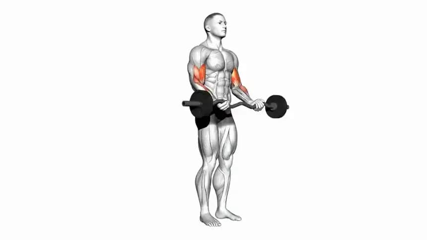 فردی در حال اجرای حرکت جلو بازو با هالتر لاری (EZ Bar Curl) در باشگاه